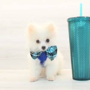 Pichu - Tiny Teacup Pomeranian Puppy