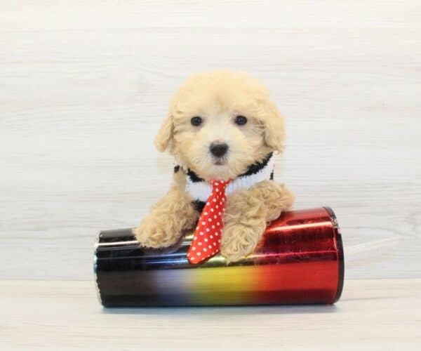 Popsicle - Teacup Poodle Puppy
