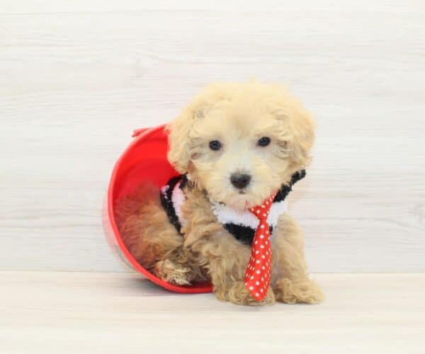 Popsicle - Teacup Poodle Puppy - Image 3