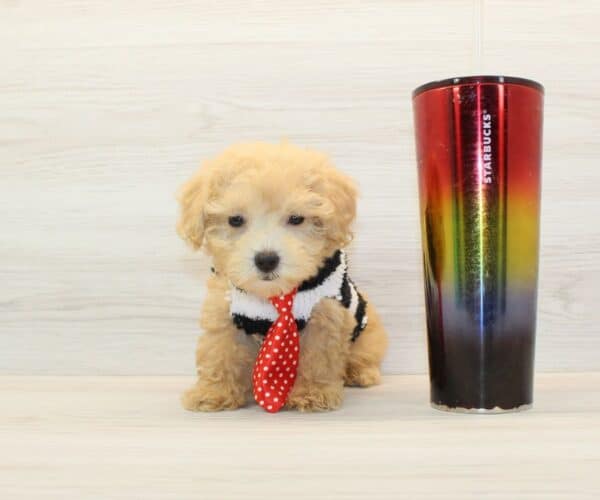 Popsicle - Teacup Poodle Puppy - Image 2