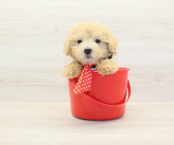 Popsicle - Teacup Poodle Puppy - Image 4