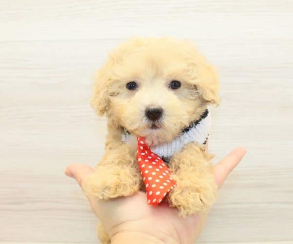 Popsicle - Teacup Poodle Puppy - Image 5