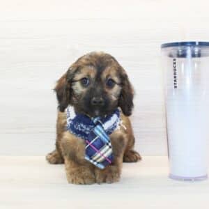 The Tramp - Toy Cavapoo Puppy
