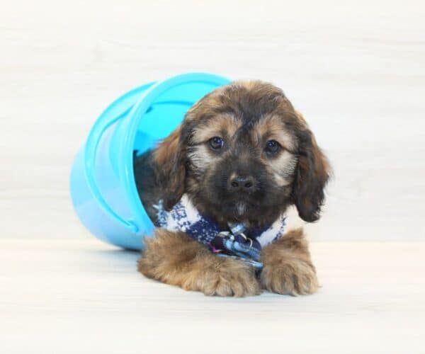 The Tramp - Toy Cavapoo Puppy - Image 4
