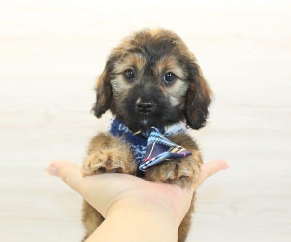 The Tramp - Toy Cavapoo Puppy - Image 3