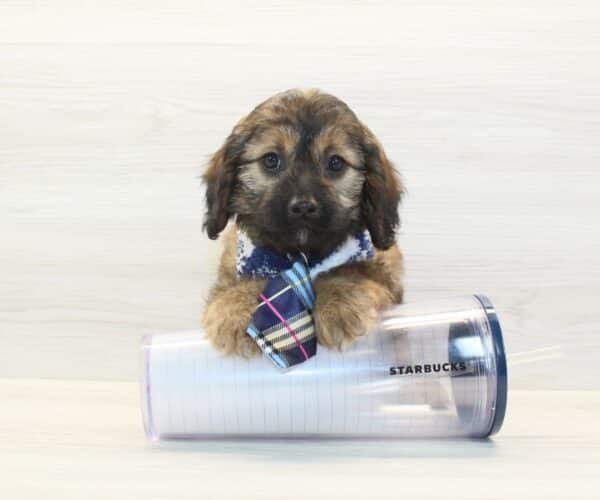 The Tramp - Toy Cavapoo Puppy - Image 2