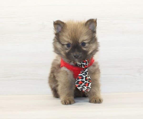 Tom - Teacup Pomeranian Puppy - Image 3
