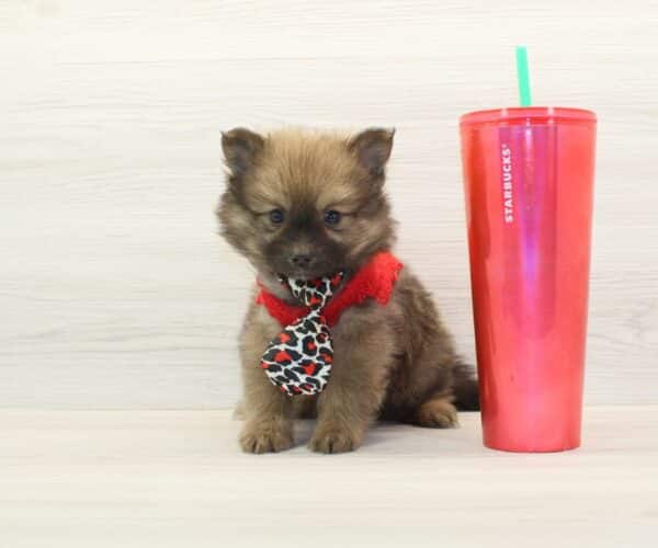 Tom - Teacup Pomeranian Puppy - Image 2