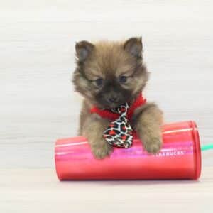 Tom - Teacup Pomeranian Puppy