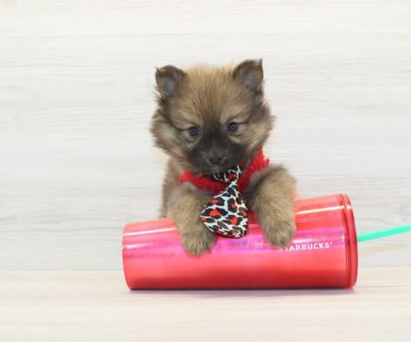 Tom - Teacup Pomeranian Puppy