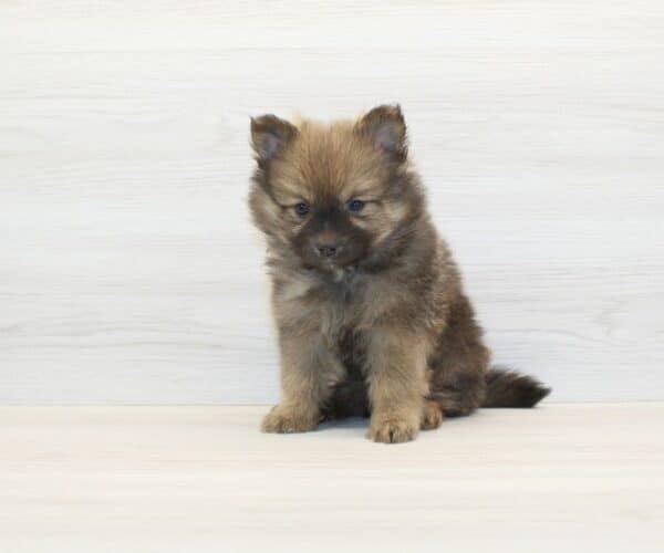 Tom - Teacup Pomeranian Puppy - Image 5