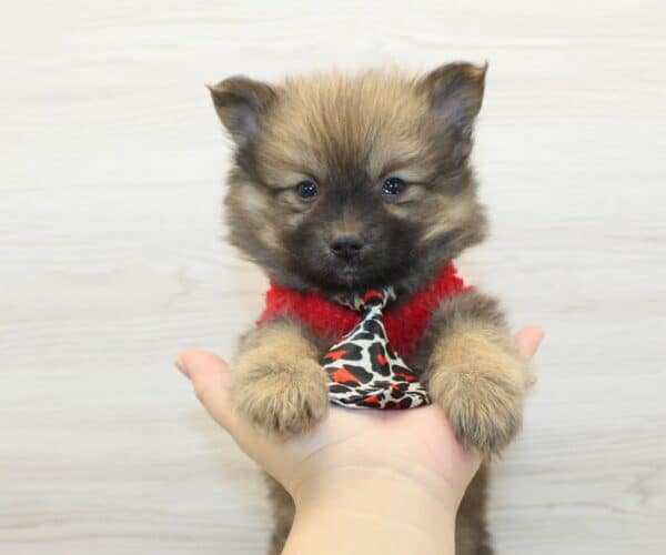 Tom - Teacup Pomeranian Puppy - Image 4