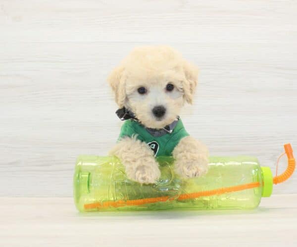 WhatsApp - Toy BichaPoo Puppy - Image 5