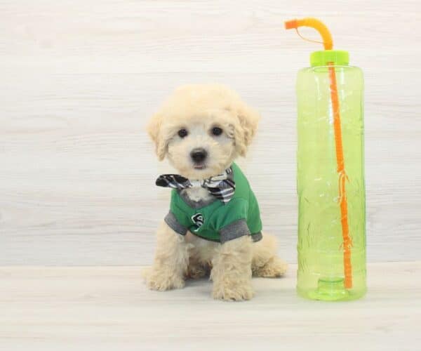 WhatsApp - Toy BichaPoo Puppy
