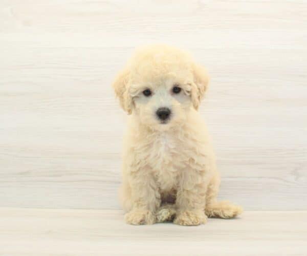 WhatsApp - Toy BichaPoo Puppy - Image 2