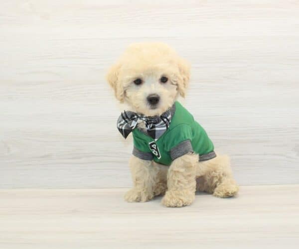 WhatsApp - Toy BichaPoo Puppy - Image 3