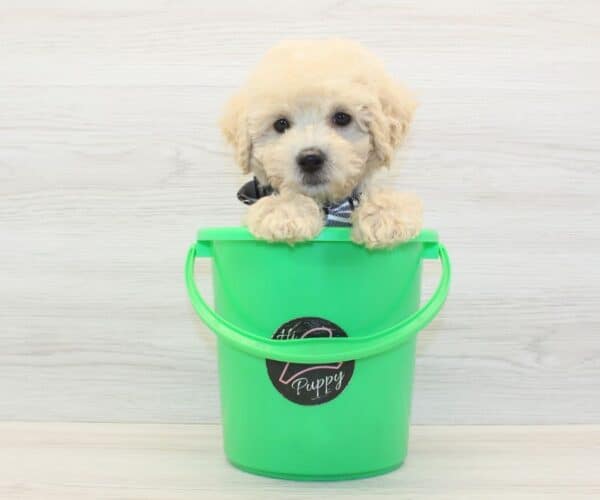 WhatsApp - Toy BichaPoo Puppy - Image 4