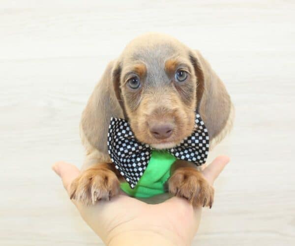 Wordle - Miniature Dachshund Puppy - Image 5
