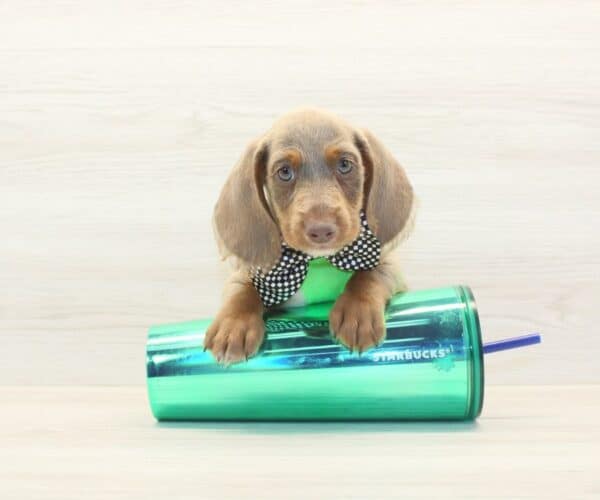 Wordle - Miniature Dachshund Puppy - Image 4