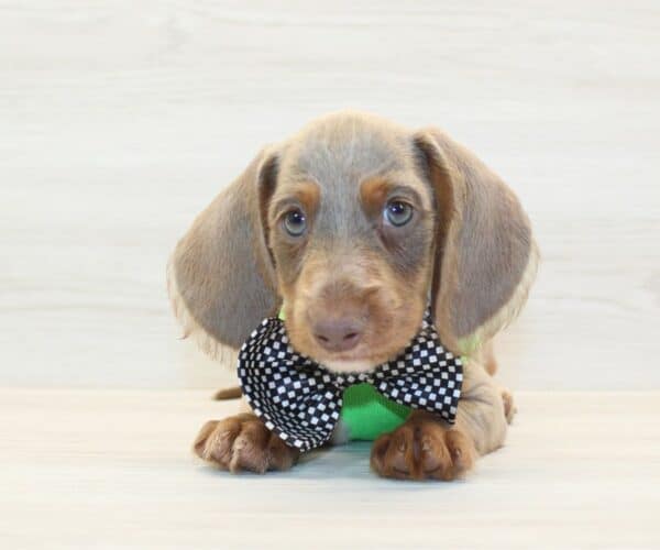 Wordle - Miniature Dachshund Puppy - Image 3