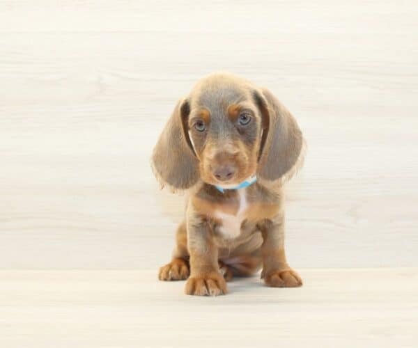 Wordle - Miniature Dachshund Puppy - Image 2