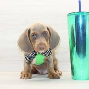 Wordle - Miniature Dachshund Puppy