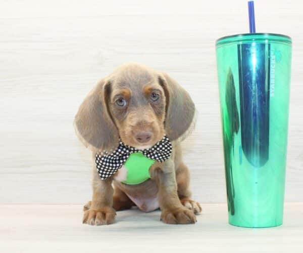 Wordle - Miniature Dachshund Puppy