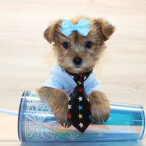 Yogi - Toy Morkie Puppy