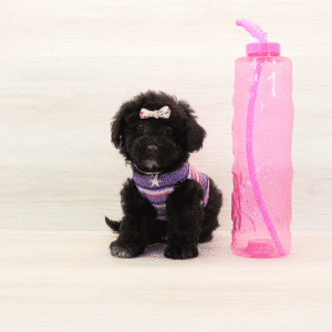 puppies for sale Las Vegas