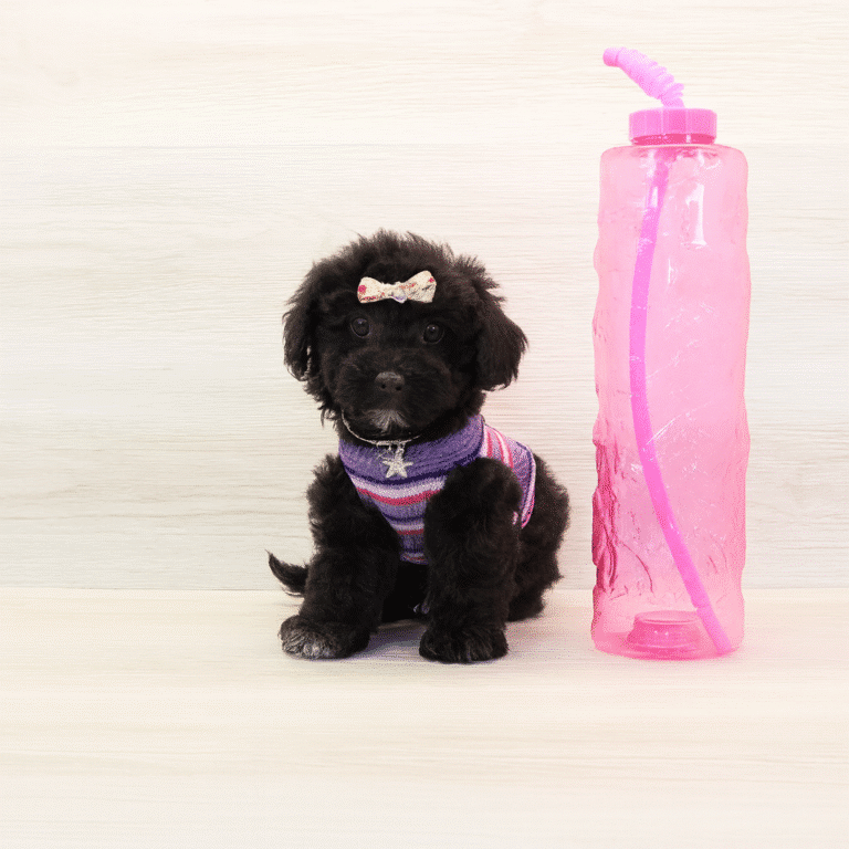 puppies for sale Las Vegas