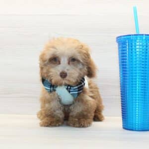 Ares- Teacup Poodle Puppy