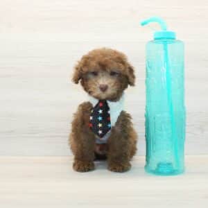 Bear - Toy Poodle Puppy