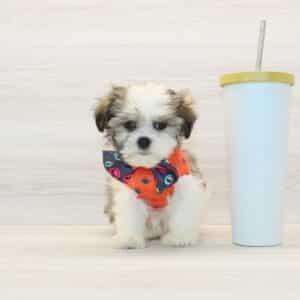 Boujee - Toy Malshi Puppy