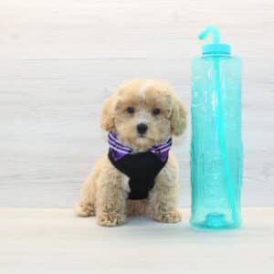 Caius- Toy BichaPoo Puppy