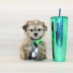 Charlie- Toy Malshi Puppy