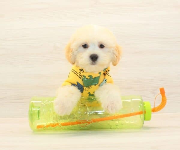 Chumsley - Toy Maltipoo Puppy - Image 4
