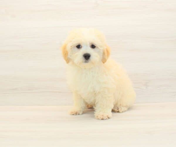Chumsley - Toy Maltipoo Puppy - Image 5