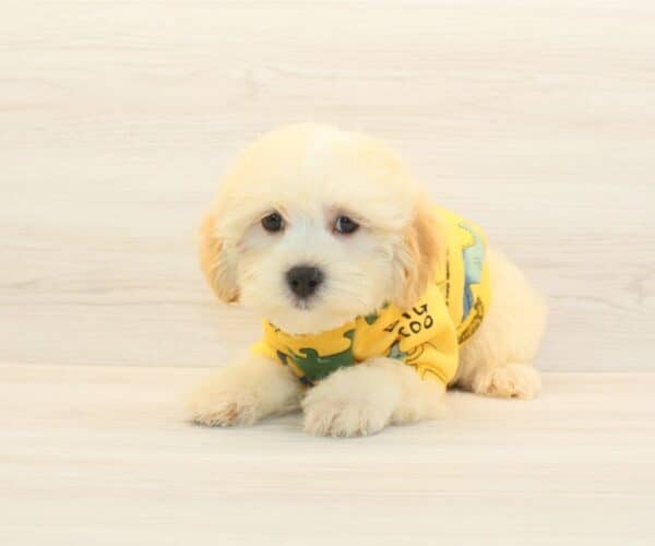 Chumsley - Toy Maltipoo Puppy - Image 3