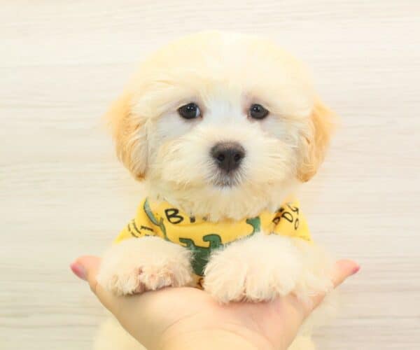 Chumsley - Toy Maltipoo Puppy - Image 2