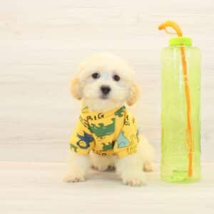 Chumsley - Toy Maltipoo Puppy