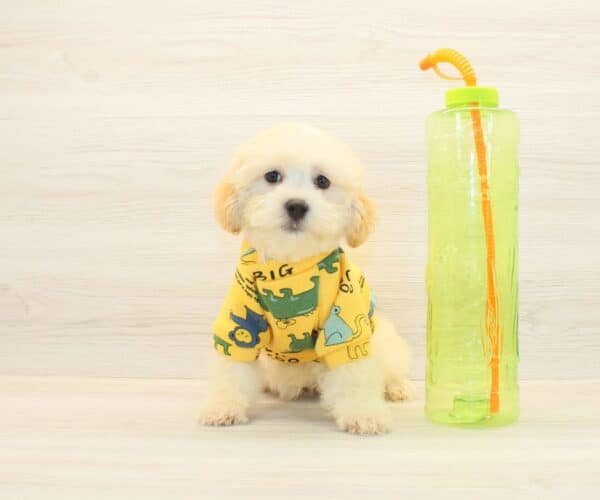 Chumsley - Toy Maltipoo Puppy
