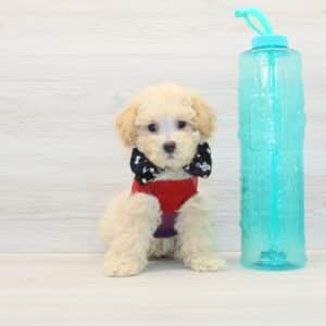 Cooper - Toy Poodle Puppy