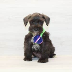 Cosmo - Mini Schnauzer Puppy