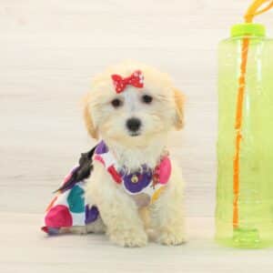 Dollhouse - Toy Maltipoo Puppy
