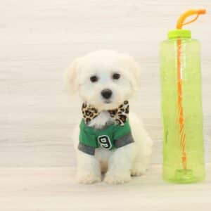 Duke - Bichon Frise Puppy