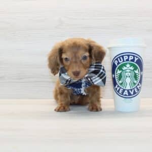 Emory - Miniature Dachshund Puppy