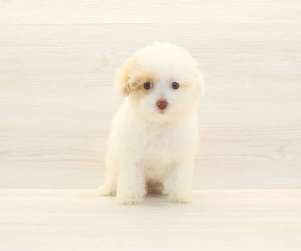 Eve Kim- Toy Poodle Puppy - Image 3