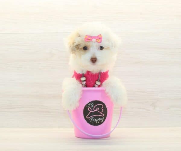Eve Kim- Toy Poodle Puppy - Image 2