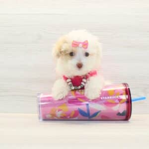 Eve Kim- Toy Poodle Puppy