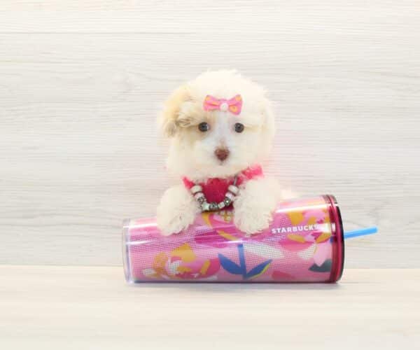 Eve Kim- Toy Poodle Puppy
